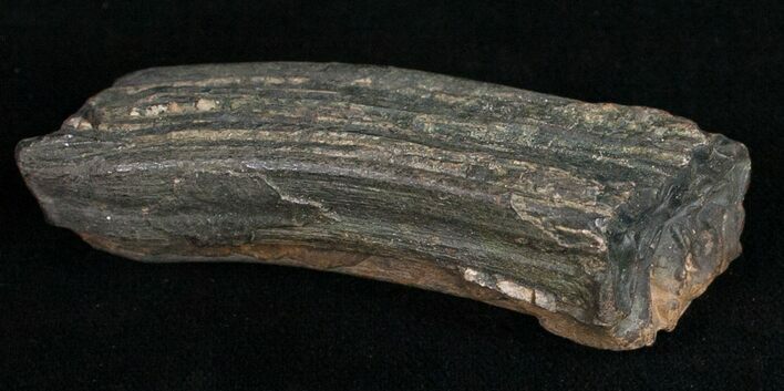 Pleistocene Aged Fossil Horse Tooth - Florida #10284